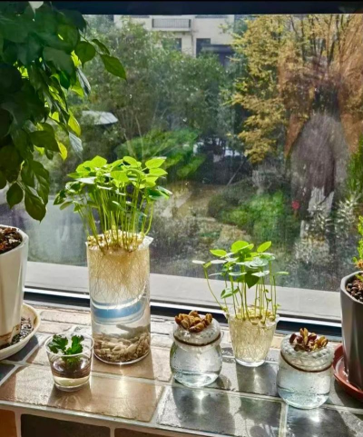 家庭养花用生根粉