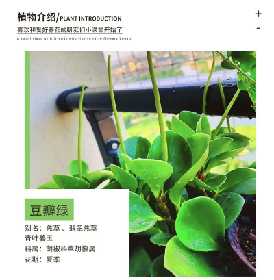 豆瓣绿灌根用什么肥