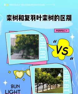 什么树和栾树叶子相近