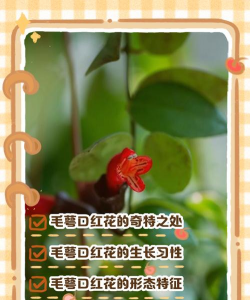 毛萼口红花怎么养