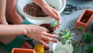 家庭养花用生根粉