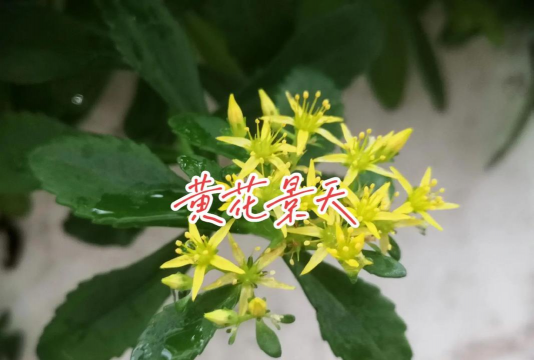 黄景天是景天的什么品种