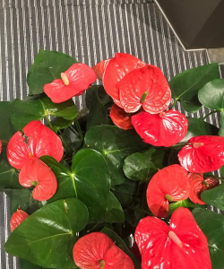 红掌芯怎么是红色