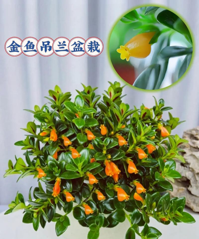 像吊兰的叫台湾什么花