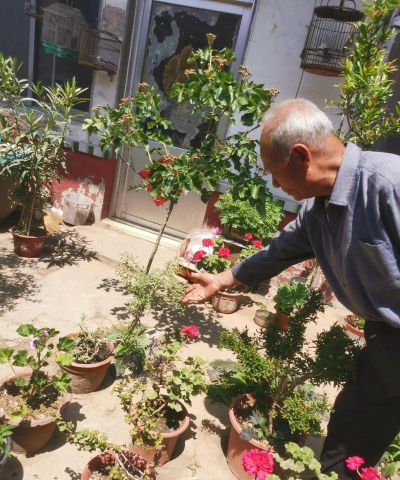 家庭养花用生根粉