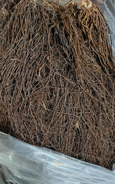 种植威灵仙什么土质好