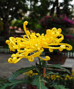 中山市市花菊花代表什么