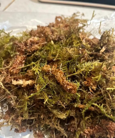 干苔藓适合种殖什么花