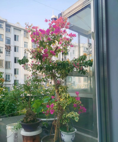 家庭养花用生根粉