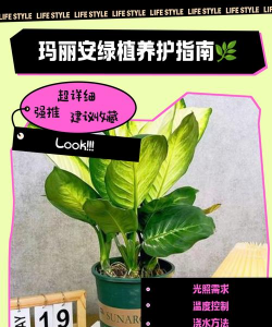 玛卡盆栽树怎么养护