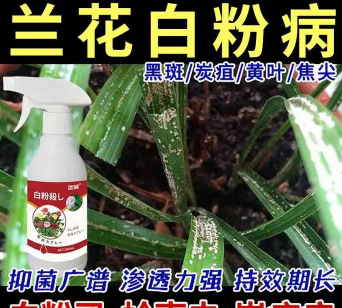 家庭养花用生根粉