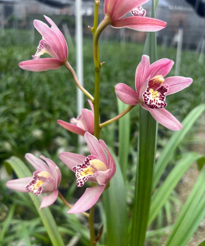 红粉佳人什么时候开花