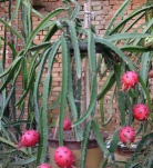 三棱箭是什么花