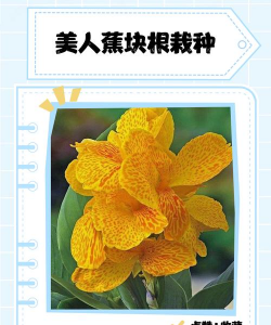 美人蕉块根怎么种