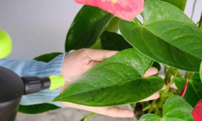 家庭养花用生根粉