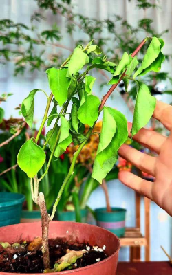 家庭养花用生根粉