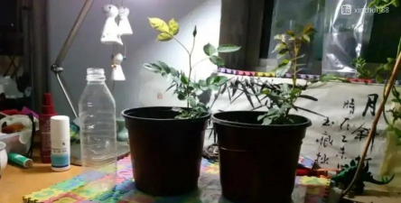 家庭养花用生根粉