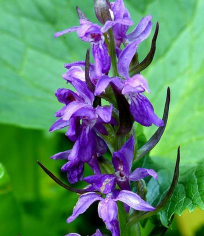 宽叶红门兰怎么吃