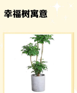 家里长出树有什么寓意