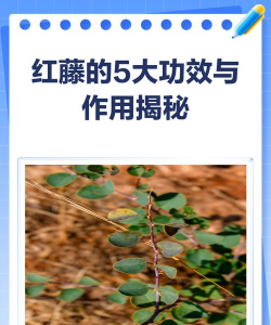 双喜藤叶子发红什么原因