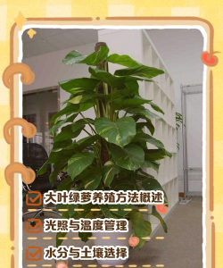 怎么挑选大叶绿萝