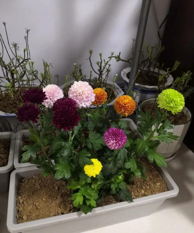 家庭养花用生根粉