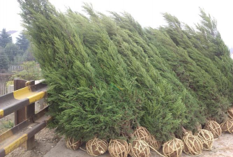 蜀桧大树移栽技术