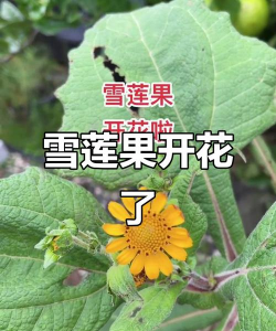 雪莲果花什么样的
