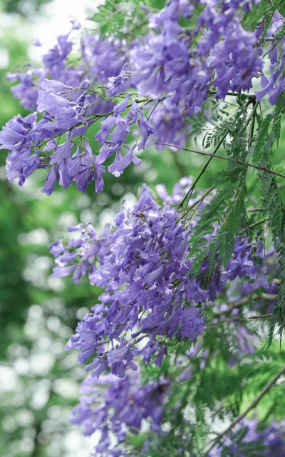 蓝花楹什么时候结果
