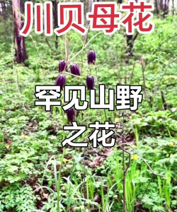 川贝花是什么样子的