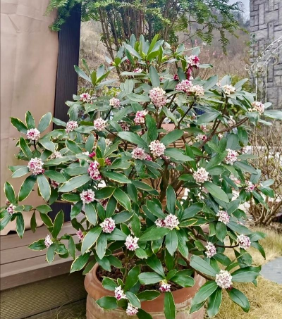 瑞香花被称为什么