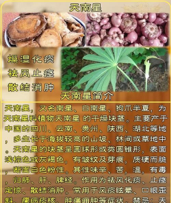 生天南星怎么才没毒