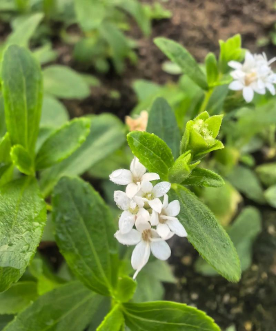 甜叶菊花是什么样子