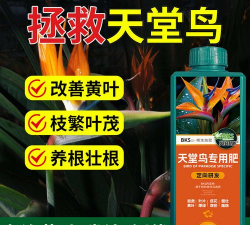 家庭养花用生根粉