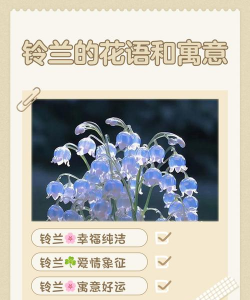 铃兰花的花语象征什么