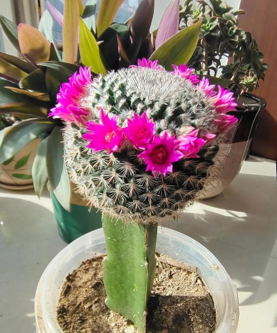 家庭养花用生根粉