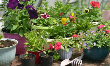 家庭养花用生根粉