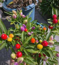 五彩椒是什么花