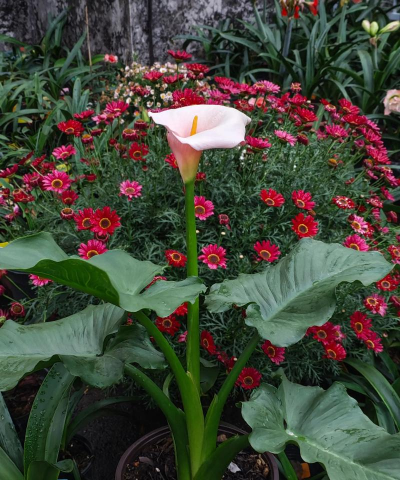 家庭养花用生根粉