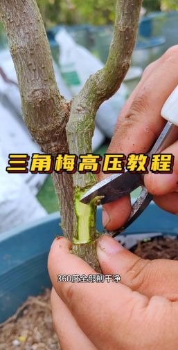 家庭养花用生根粉