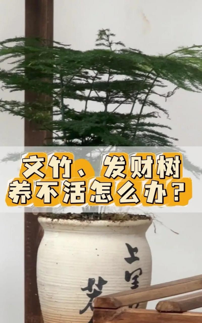 盆栽竹要死了怎么急救