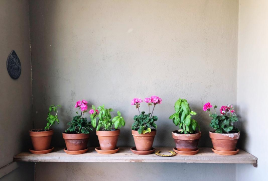 家庭养花用生根粉