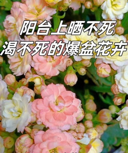 家庭养花用生根粉