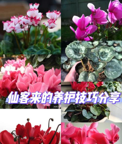 如何选择仙客来