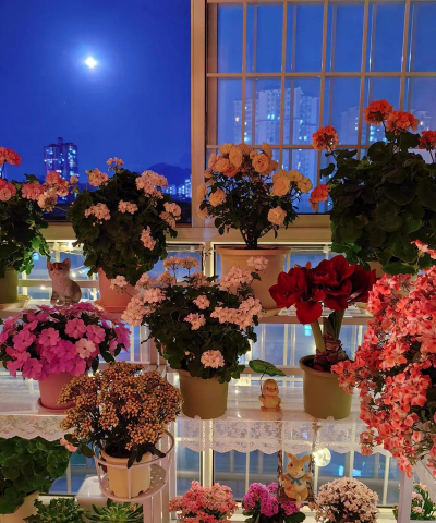 家庭养花用生根粉