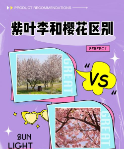 红叶李和樱花怎么区别
