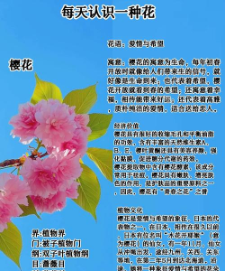 樱花花办有什么用