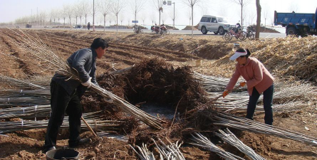 家庭养花用生根粉