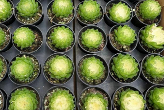 多肉叶子大大的叫什么