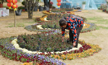 家庭养花用生根粉